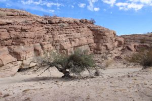 Anza borrego slot canyon trail